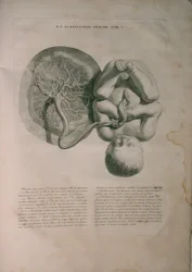 Albinus, Utero II, Pl. V, illustrazione da 